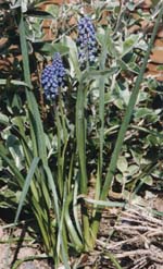[hyacinth]